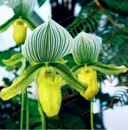 Cypripedium Seed Balcony Flower Paphiopedilum Slipper Orchid - (Color: 9)