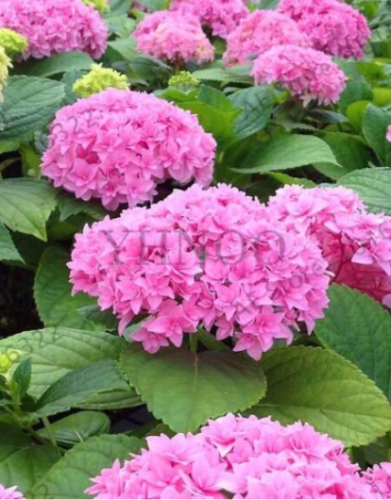 Hydrangea Seeds Perennial Flower for Beautiful Wedding Party (Color: 18)