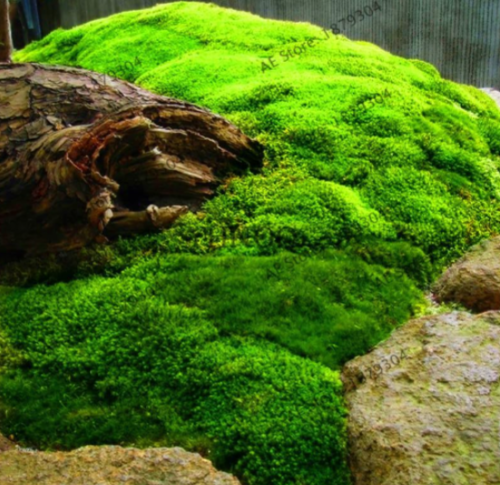 Green Moss Seed Rare Moss Flores Ornamental