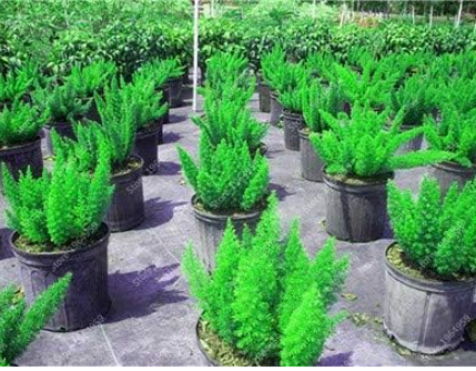 Foxtail Fern Seeds Ornamental Plant for Home & Garden Potted
