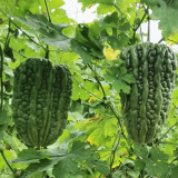 Huading No.5 Hybrid Bitter Gourd Seeds, Spring/Autumn Planting Bitter Gourd, Well-balanced Bitterness, High Adaptability
