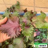 Jiannan Perilla Seeds, Premium Perilla Seeds, Intense Aroma, Fast-Growing Culinary Herb