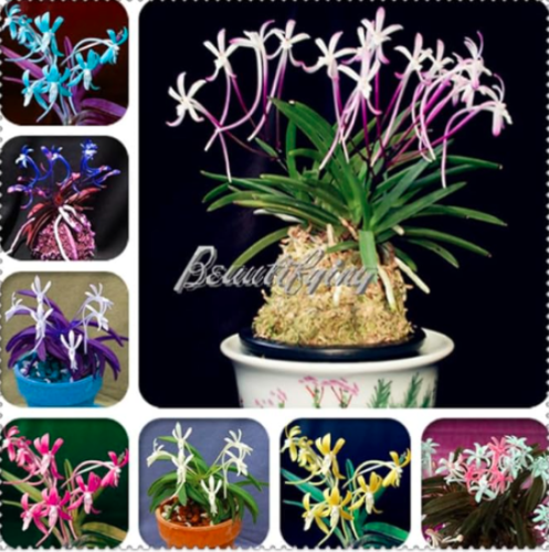 Rare Neofinetia Falcata, Orchid Seeds (Color: Mix)