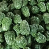 Huading No.5 Hybrid Bitter Gourd Seeds, Spring/Autumn Planting Bitter Gourd, Well-balanced Bitterness, High Adaptability