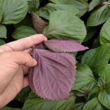 Jiannan Perilla Seeds, Premium Perilla Seeds, Intense Aroma, Fast-Growing Culinary Herb