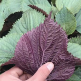 Jiannan Perilla Seeds, Premium Perilla Seeds, Intense Aroma, Fast-Growing Culinary Herb