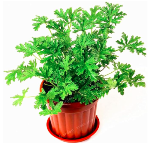 Mosquito Repellent Seed Buster Vanilla Seed Health Flower