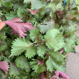 Jiannan Perilla Seeds, Premium Perilla Seeds, Intense Aroma, Fast-Growing Culinary Herb