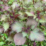 Jiannan Perilla Seeds, Premium Perilla Seeds, Intense Aroma, Fast-Growing Culinary Herb