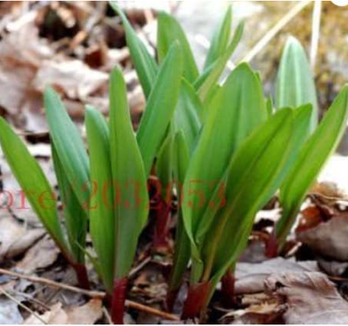 Wild Leek Seeds (Allium Tricoccum) Tasting Onion White Flower no-GMO Vegetable
