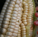 Giant White Corn Seeds ~ World's Largest Rare Giant Corn