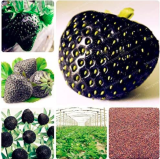 Rare Black Strawberry Seed Healthy Fresh Exotic Seed Good Taste Fruits