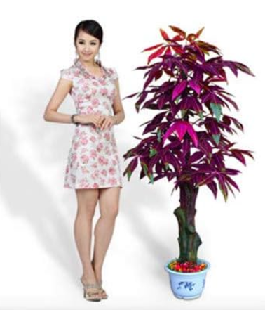 Mini Pachira Macrocarpa Plant Rare Money Tree - (Color: 5)v