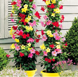 Mandevilla Sanderi -Dipladenia sanderi Flower Seeds (Color: Mix)