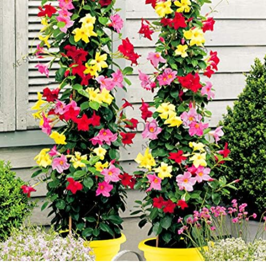 Mandevilla Sanderi -Dipladenia sanderi Flower Seeds (Color: Mix)
