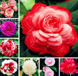 Camellia Potted Plant Seeds (Color: Mixed)