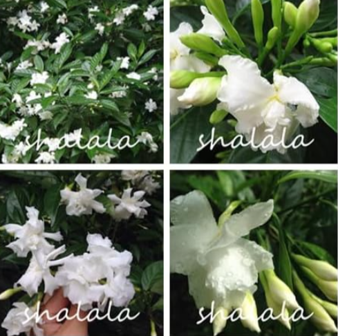 Nerium Flower Oleander Potted Plant Seeds (Color: Mixed)