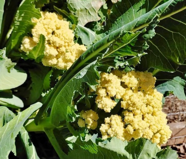 Nine Star Perennial Cauliflower Broccoli Seeds for Planting