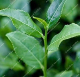 Cinnamon Seed Pedunculatum Traditional Spices