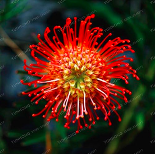 Protea Cynaroides Seed Easy Planting Rare Seed (Color: 7)