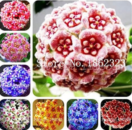 Rare Hoya Seed Flower for Home and Garden (Color: Mixed)
