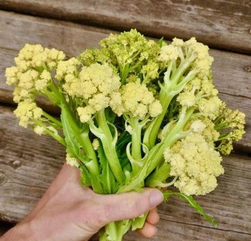 Nine Star Perennial Cauliflower Broccoli Seeds for Planting