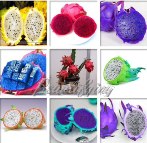 Mix Colors Pitaya Seed Dragon Fruit tree Garden Seed (Color: MIX)