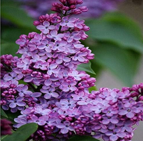 LilacJapanese Extremely Fragrant Clove Flower Seed (Color: 1)