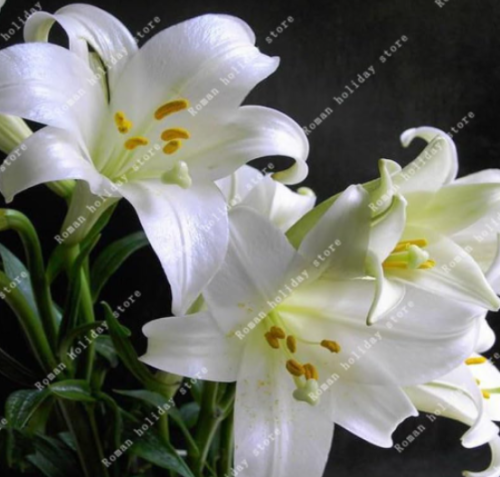 Perfume Lily Pure White Lily Plant Potted Seed