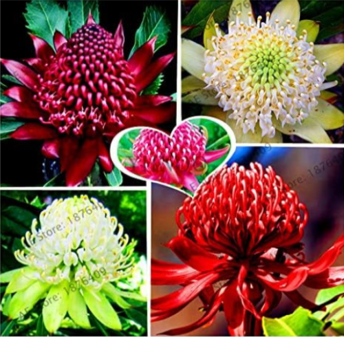 Rare South Wales Waratah (Telopea speciosissima) Flower Seeds Mixed