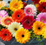 Gerbera Flowers Seeds Perennial Daisy Flower for Garden