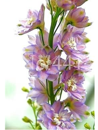 Dendrobium Orchid Flower Seed Potted Garden (Color: 14)