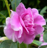 Purple Garden Balsam Camellia Impatiens Seeds (Color: 3)