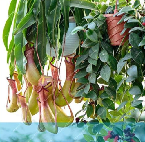Nepenthes Plant  Seeds