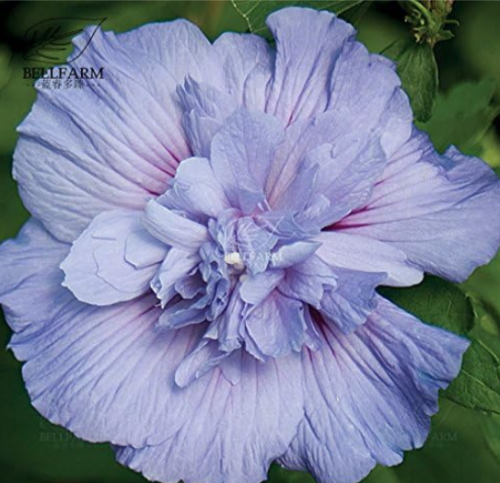 Hibiscus Rosa-sinensis Perennial Flower Seeds Bonsai Big Blooms