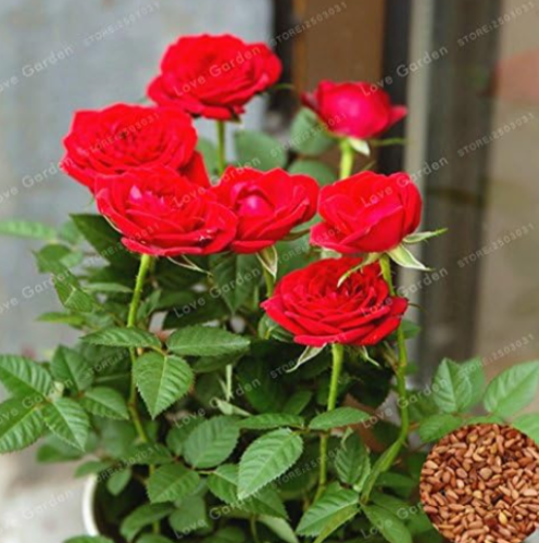 Red Rose Seed So Charming Rose Seeds
