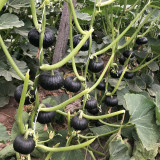 Dongxiang Mini Pumpkin Seeds, F1 Hybrid Mini Pumpkin, Early Maturing, Sweet Yellow Flesh, Ideal for Small Gardens