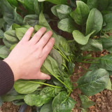 Jiannan 668 Spinach Seeds, Disease Resistance Spinach Seeds, Medium-maturing, High Yield, Vigorous Growth