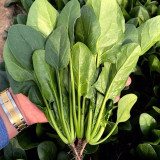 Jiannan 668 Spinach Seeds, Disease Resistance Spinach Seeds, Medium-maturing, High Yield, Vigorous Growth