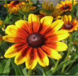 Rudbeckia Hirta Seed Rare Chinese Summer Rudbeckia