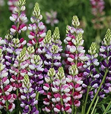 Lupin - Avalune Bicolor Mix Seeds