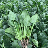 Jiannan 668 Spinach Seeds, Disease Resistance Spinach Seeds, Medium-maturing, High Yield, Vigorous Growth
