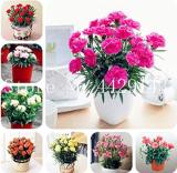 Carnation Seed Balcony Potted Courtyard Garden Plant (Color: Mixed)