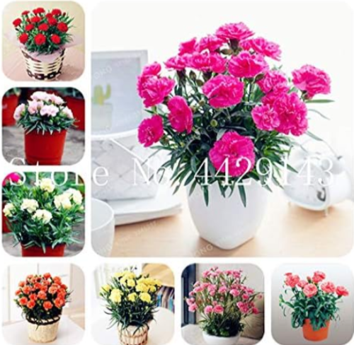 Carnation Seed Balcony Potted Courtyard Garden Plant (Color: Mixed)