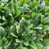 Jiannan 668 Spinach Seeds, Disease Resistance Spinach Seeds, Medium-maturing, High Yield, Vigorous Growth