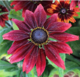 Rudbeckia Hirta Seed Rare Chinese Summer Rudbeckia