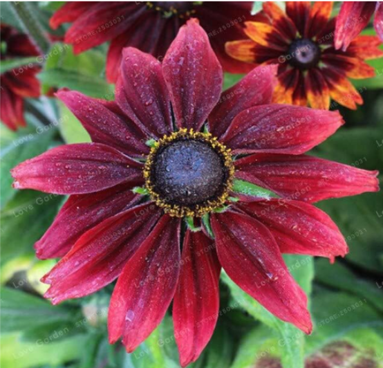 Rudbeckia Hirta Seed Rare Chinese Summer Rudbeckia