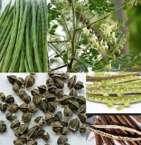 Chinese Moringa seeds, Edible