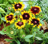Rudbeckia Hirta Seed Rare Chinese Summer Rudbeckia