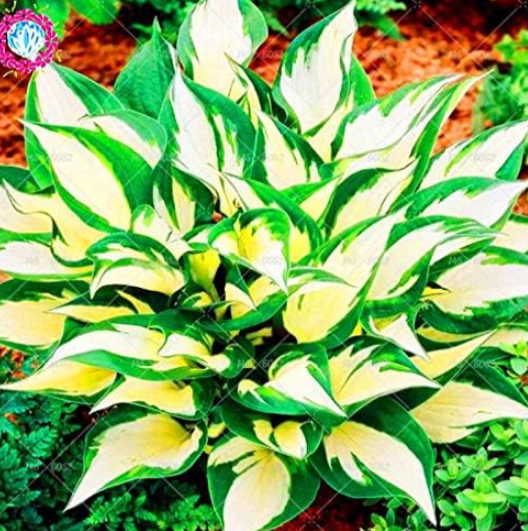 Hosta Seeds Fragrant Plantain Lily Seed Perennial Flower (Color: 3)
